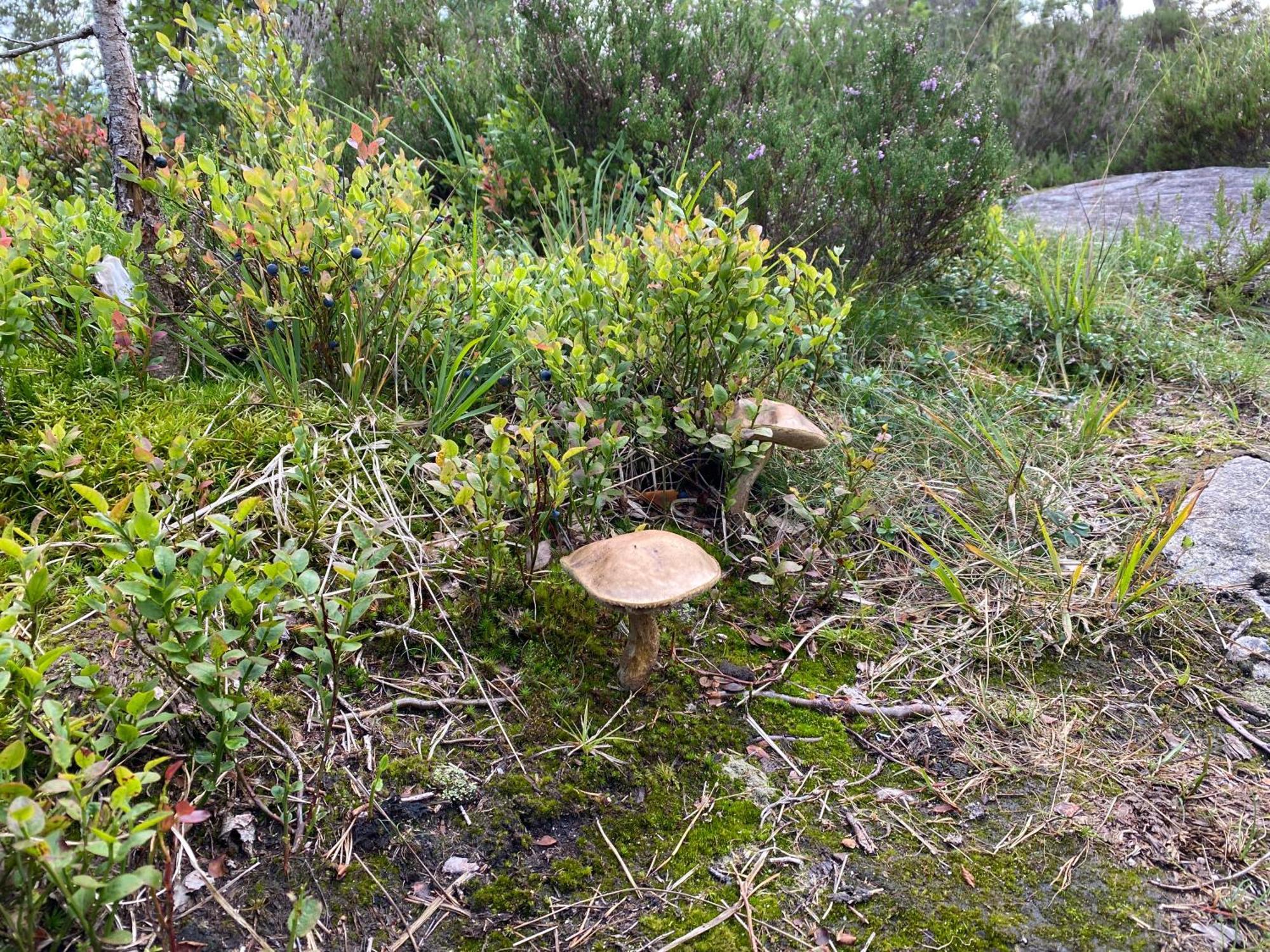 Hygge Pa Fjellet Vila Øyuvstad Exterior foto